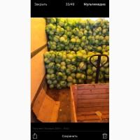 Продам капусту Запорожская область (село Бурчак)