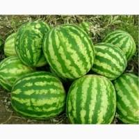 Продажа арбуза