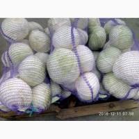 Продам капусту новатор чистый