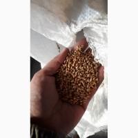Продам семена суданки, Белявка