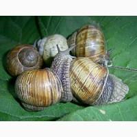 Закуповуємо равлики (слимаки)