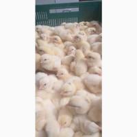 Продам ципленка и бройлера