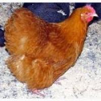 Куры и петушки мясо-яичные Суперхарко Возраст 4, 5 месяца
