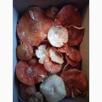 Мухомор сушеный 2025 год