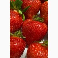 Продаем органическую свежую ВКУСНУЮ ягоду клубники
