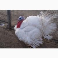 Продам Індики біг 6 тушкой або живою вагою