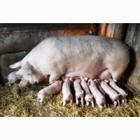 Продам 2х місячних поросят Ландраса