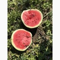 Продам кавун Арбуз оптом с поля большие обьемы