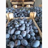 Продам сливы Стенлеи