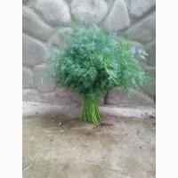 Продам свежий зеленый укроп