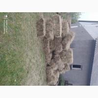 Лугове сіно в тюках, різнотравя. Урожай 2025 року. Доставка