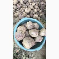 Продам столовий буряк другий сорт