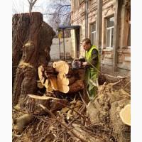 Спил деревьев, дрова