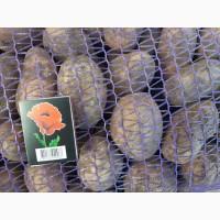 Продам посадку сорт Королева анна від 20 тон