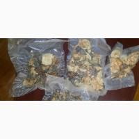 Пантерный красный