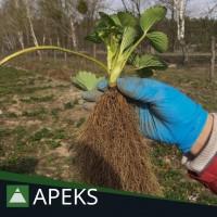 Сертифіковані саджанці полуниці (розсада суниці садової) від виробника