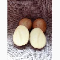 Продам картоплю сорт Арізона, Рудольф, Рів#039;єра