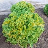 Продам салат на постійній основі