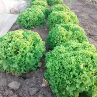 Продам салат на постійній основі
