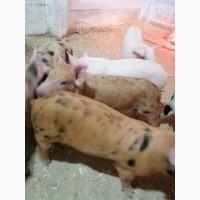 Продам поросят вагою 10-12 кг