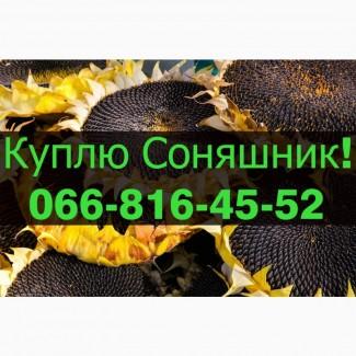 Закуповуємо СОНЯШНИК за високими цінами!Оплата на вагах!Дорого