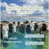 КУПЛЮ ВРХ (Корови, Конаі та Молодняк) Живым весом, Киевская обл