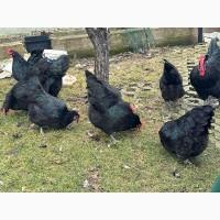 Інкубаційне яйце. Курчата, Австралорп чорний, білий