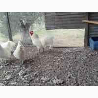 Інкубаційне яйце. Курчата, Австралорп чорний, білий