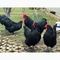 Інкубаційне яйце. Курчата, Австралорп чорний, білий