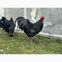 Інкубаційне яйце. Курчата, Австралорп чорний, білий