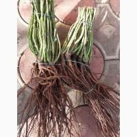 Приймаємо замовлення на сджанці троянд