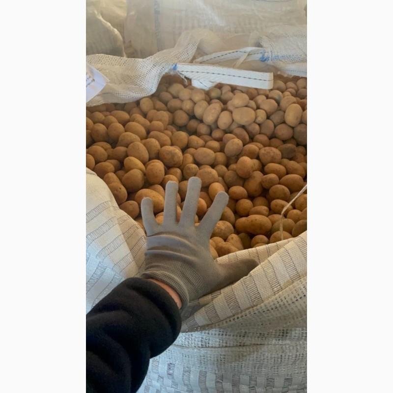 Фото 2. Продам Насінневу картоплю Гуртом від 500 кг / Імпорт/ всі форми розрахунку