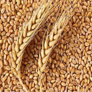 Закуповуємо побічні продукти зернових, олійних та бобових