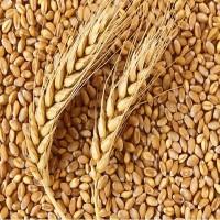 Закуповуємо побічні продукти зернових, олійних та бобових