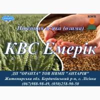 Насіння озимої пшениці КВС Емерік (СН, перша)