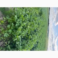 Петрушка листова