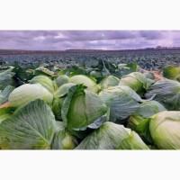 Продам капусту