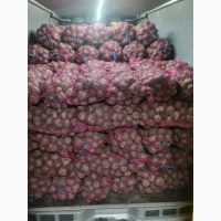 Столовий буряк