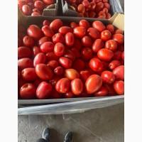 ПРОДАМ помидор