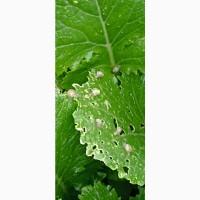 Мальок равлика Helix aspersa muller