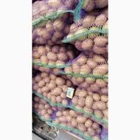 Продам Картоплю Гранада Оптом