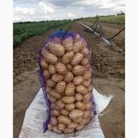 Продам Картоплю Гранада Оптом
