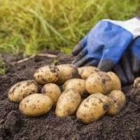 Посадкова картопля Саншайн Дніпропетровська область купити якісну, роздріб від 10 кг