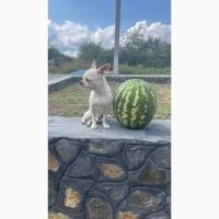 Продам Кавун, сорт Ау Продюсер, Талісман