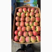 Продам яблука Голден