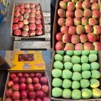 Продам яблука Голден