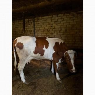 Продам корову тільна 4 телям
