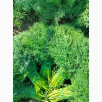 Кріп, укроп зелений, свіжий