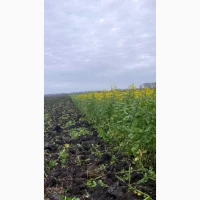 Продам гірчицю жовту, на посів та сидерат