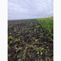 Продам гірчицю жовту, на посів та сидерат